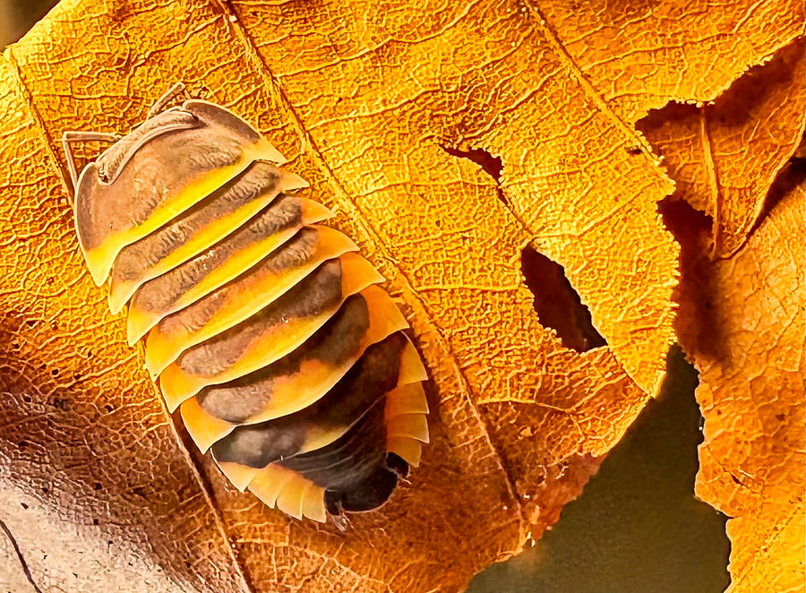 Ardentiella sp "Ember Bee"