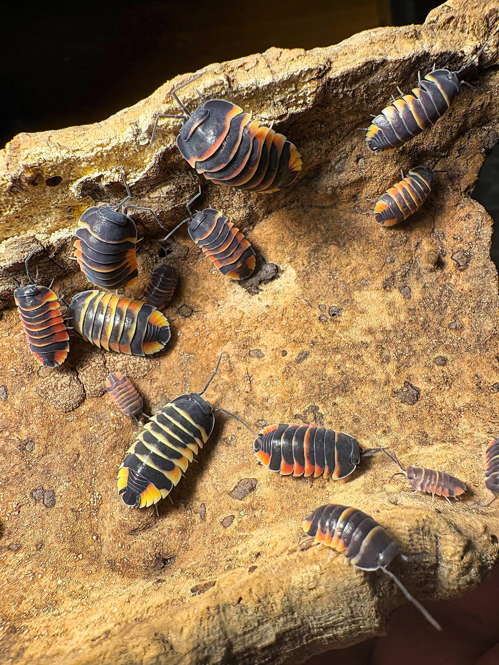Ardentiella sp "Ember Bee"