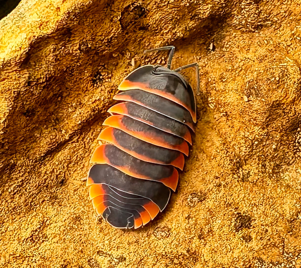 Ardentiella sp "Ember Bee"