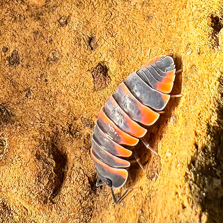Ardentiella sp "Ember Bee"