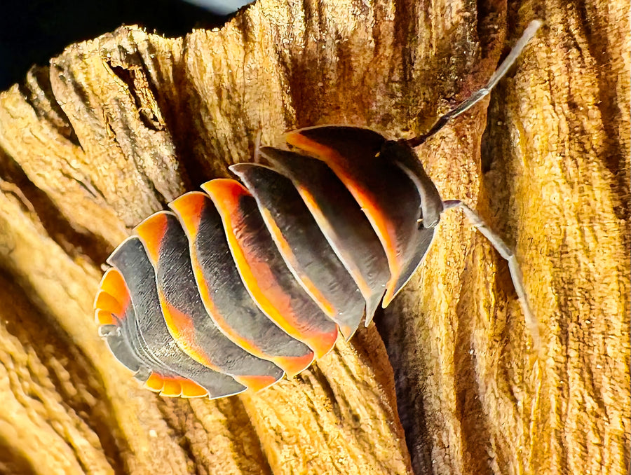 Ardentiella sp "Ember Bee"