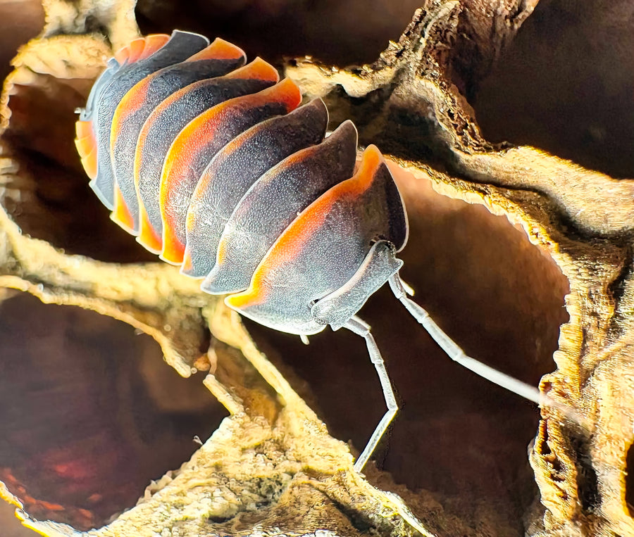 Ardentiella sp "Ember Bee"