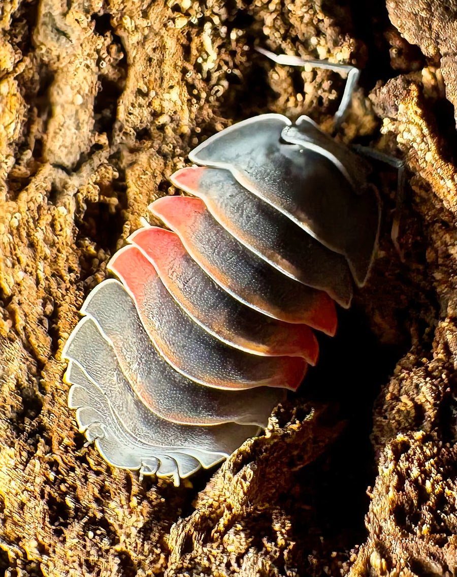 Ardentiella sp "Lava"