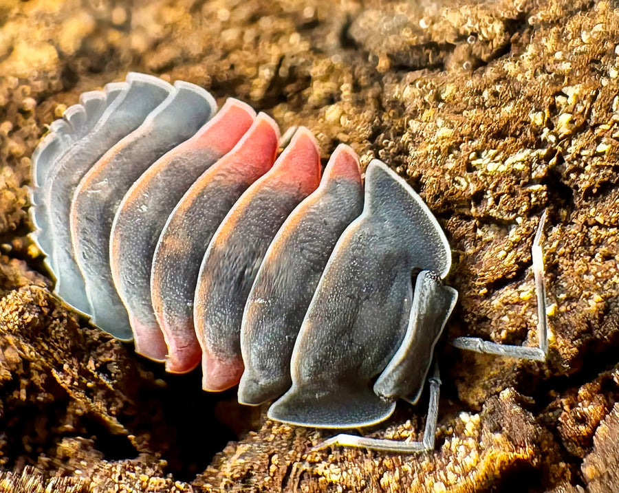 Ardentiella sp "Lava"