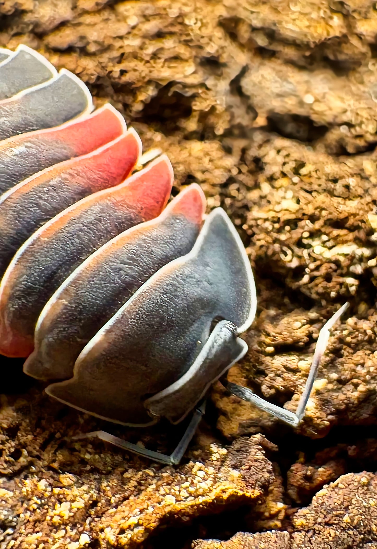 Ardentiella sp "Lava"