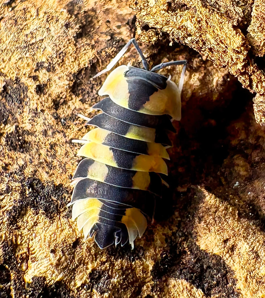 Ardentiella sp "Peach Phoenix"