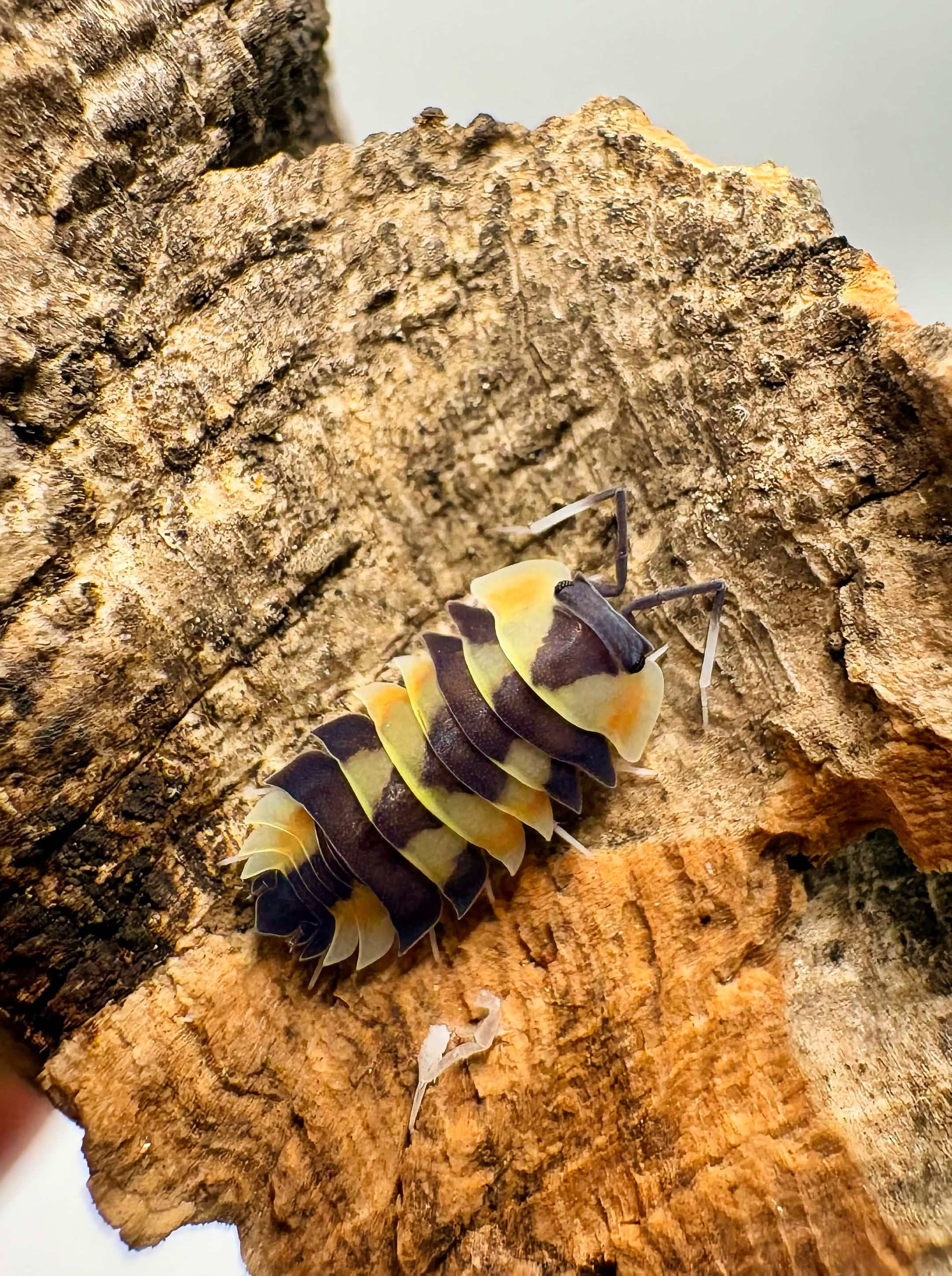 Ardentiella sp "Peach Phoenix"