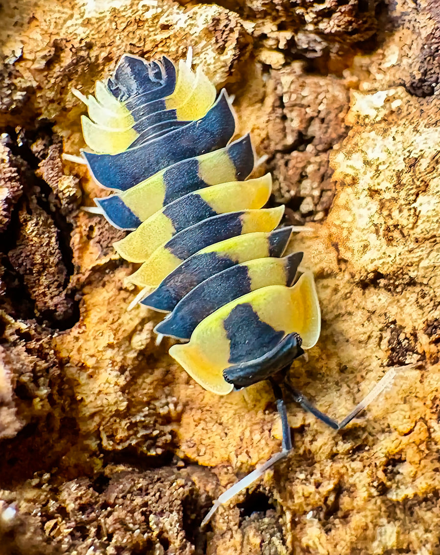 Ardentiella sp "Peach Phoenix"