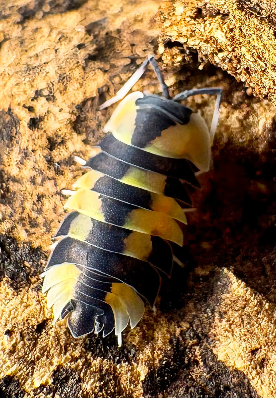 Ardentiella sp "Peach Phoenix"