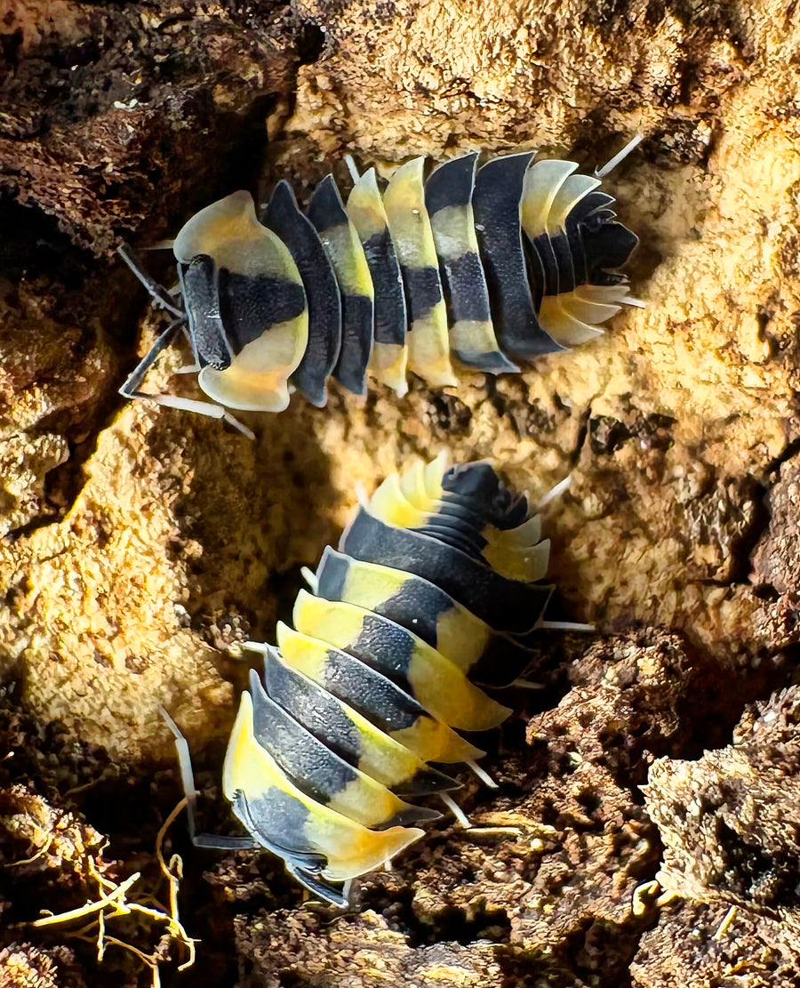 Ardentiella sp "Peach Phoenix"