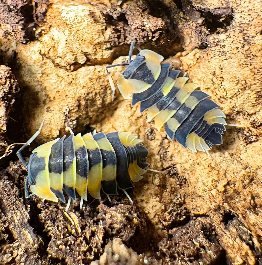 Ardentiella sp "Peach Phoenix"