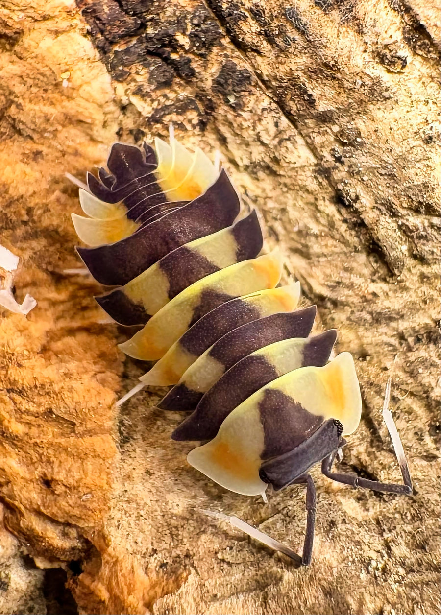 Ardentiella sp "Peach Phoenix"