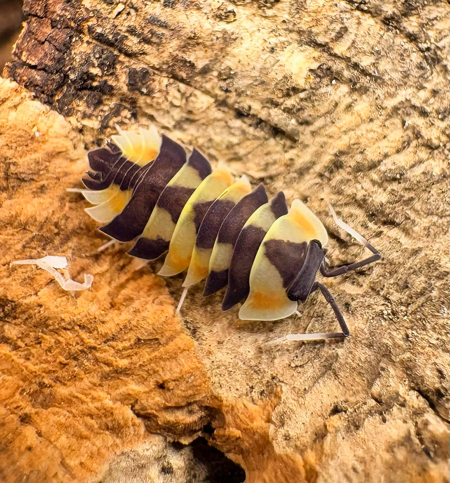 Ardentiella sp "Peach Phoenix"