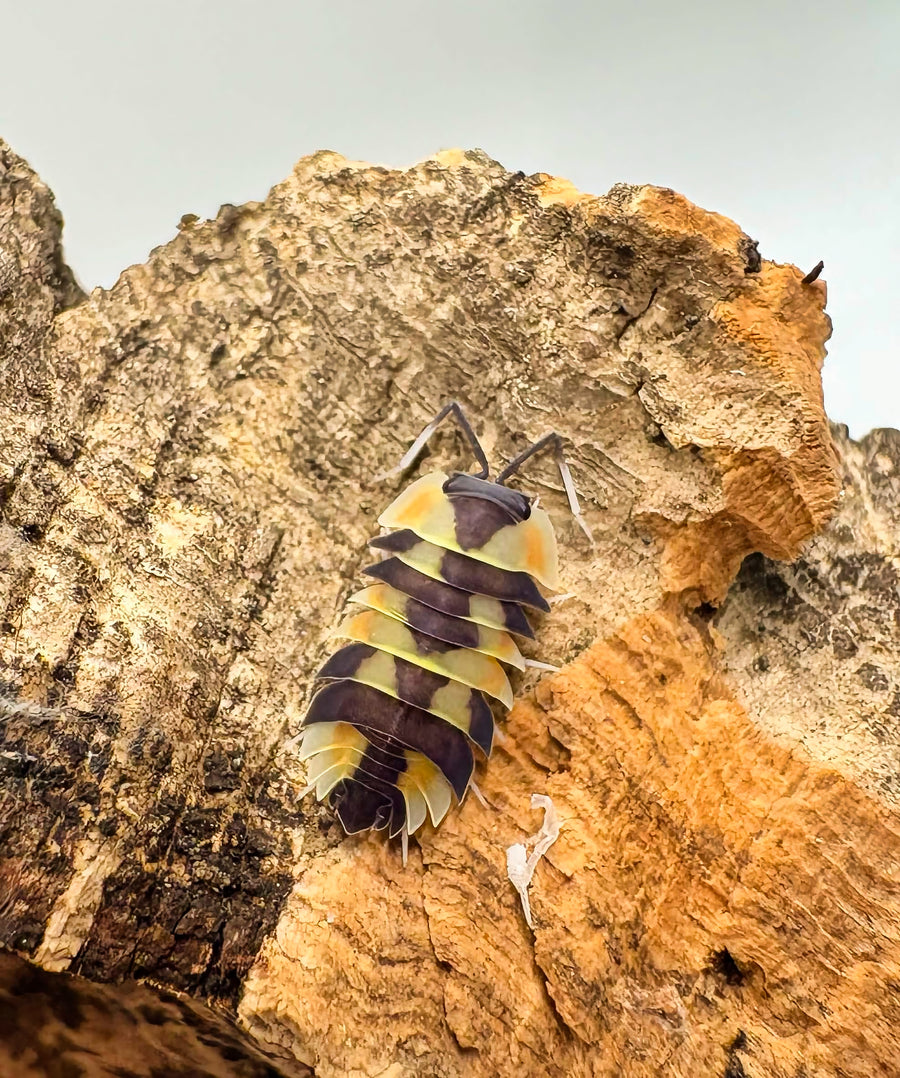 Ardentiella sp "Peach Phoenix"