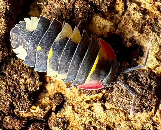 Ardentiella sp "Quadcolor"