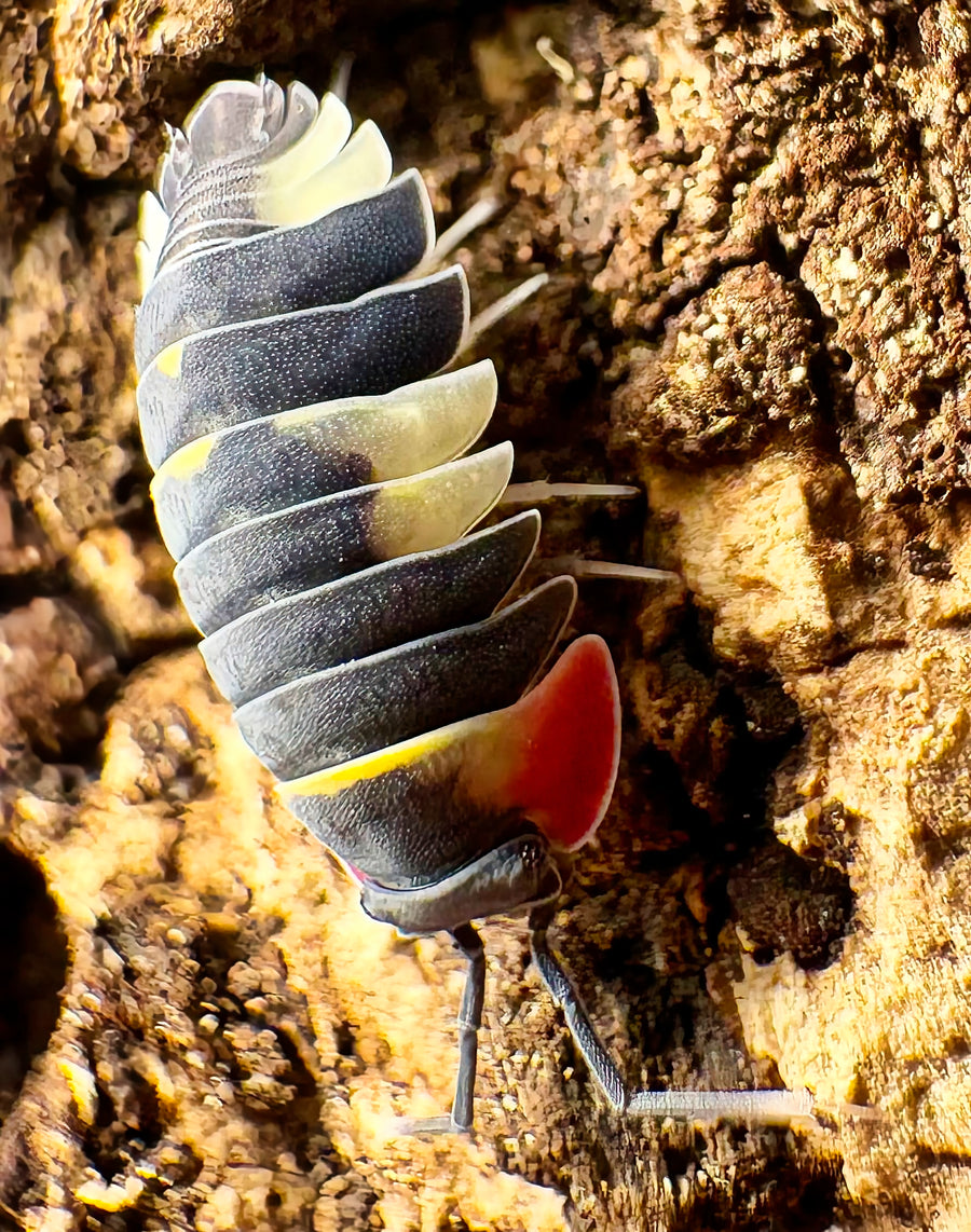 Ardentiella sp "Quadcolor"