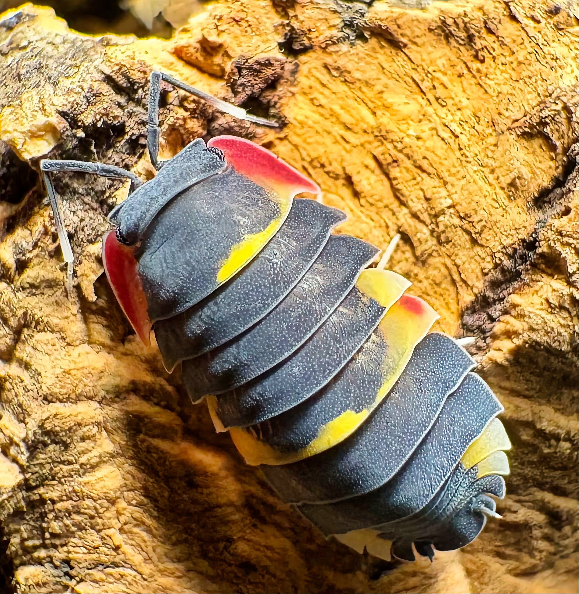Ardentiella sp "Quadcolor"