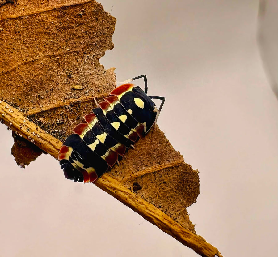 Ardentiella sp "Red Diablo"