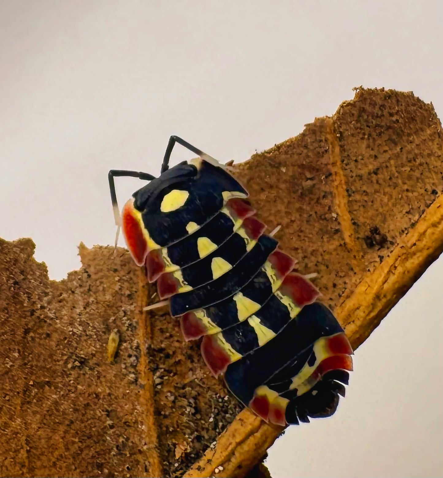 Ardentiella sp "Red Diablo"
