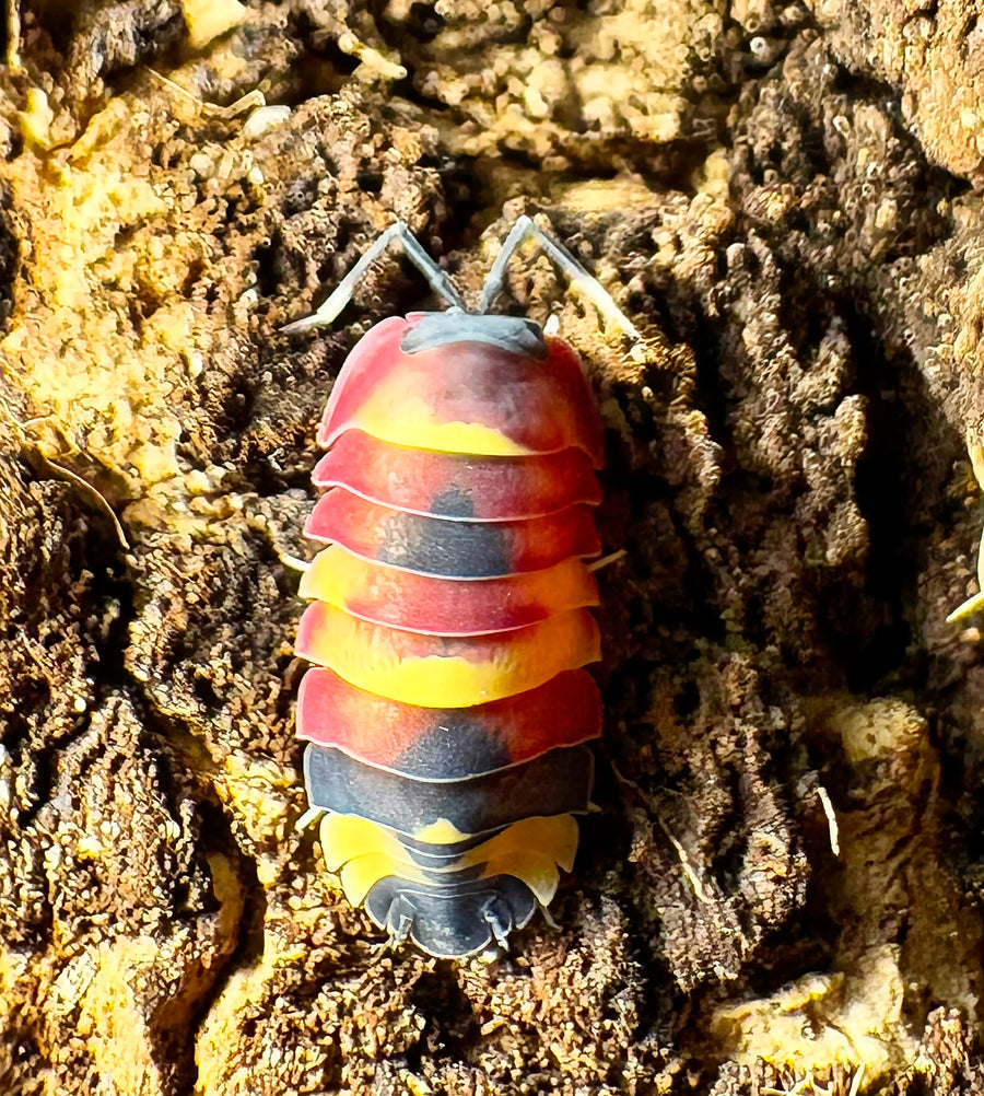 Ardentiella sp "Scarlet"