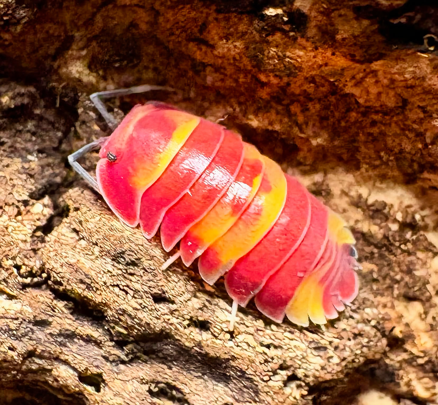 Ardentiella sp "Scarlet"