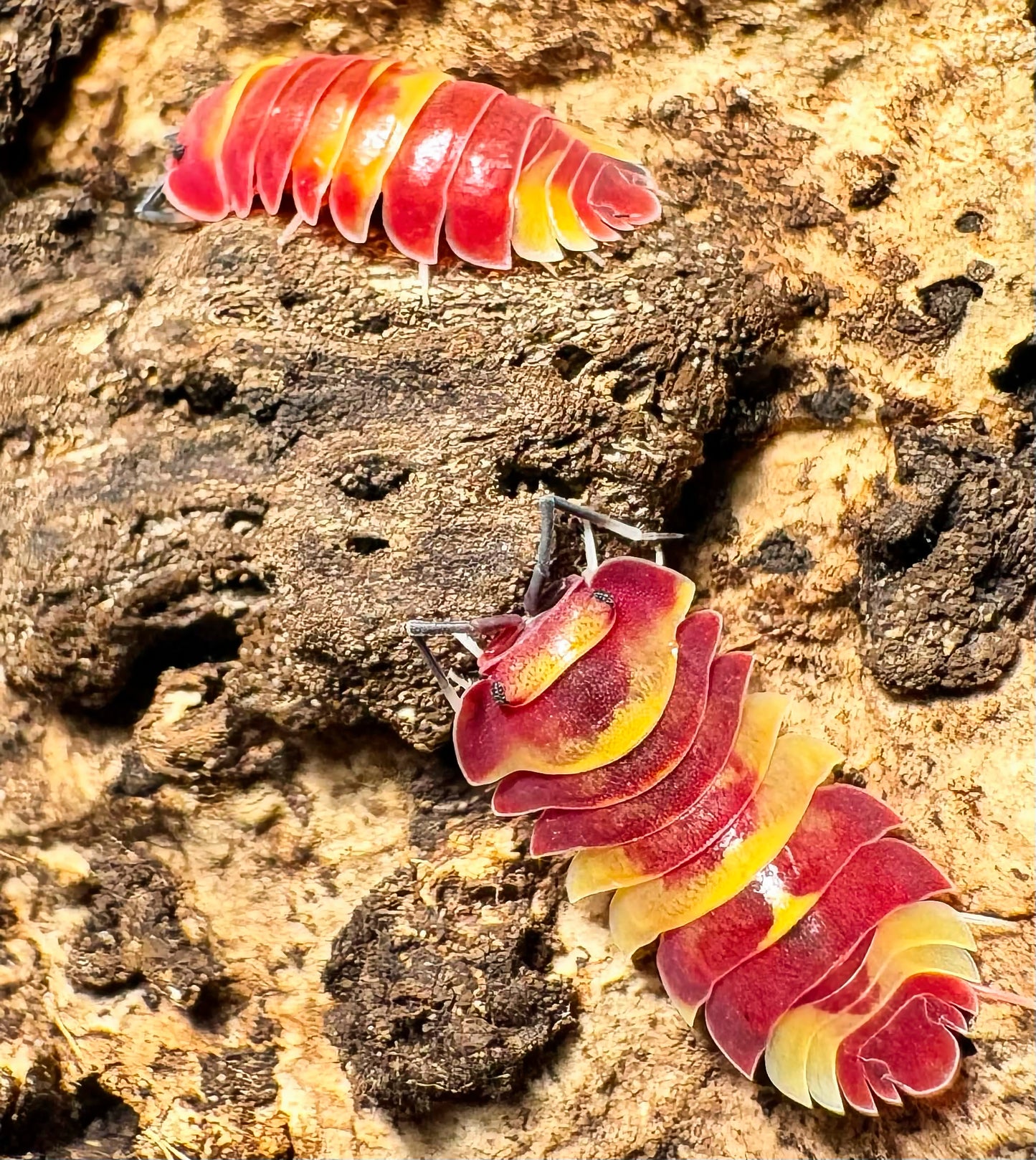 Ardentiella sp "Scarlet"