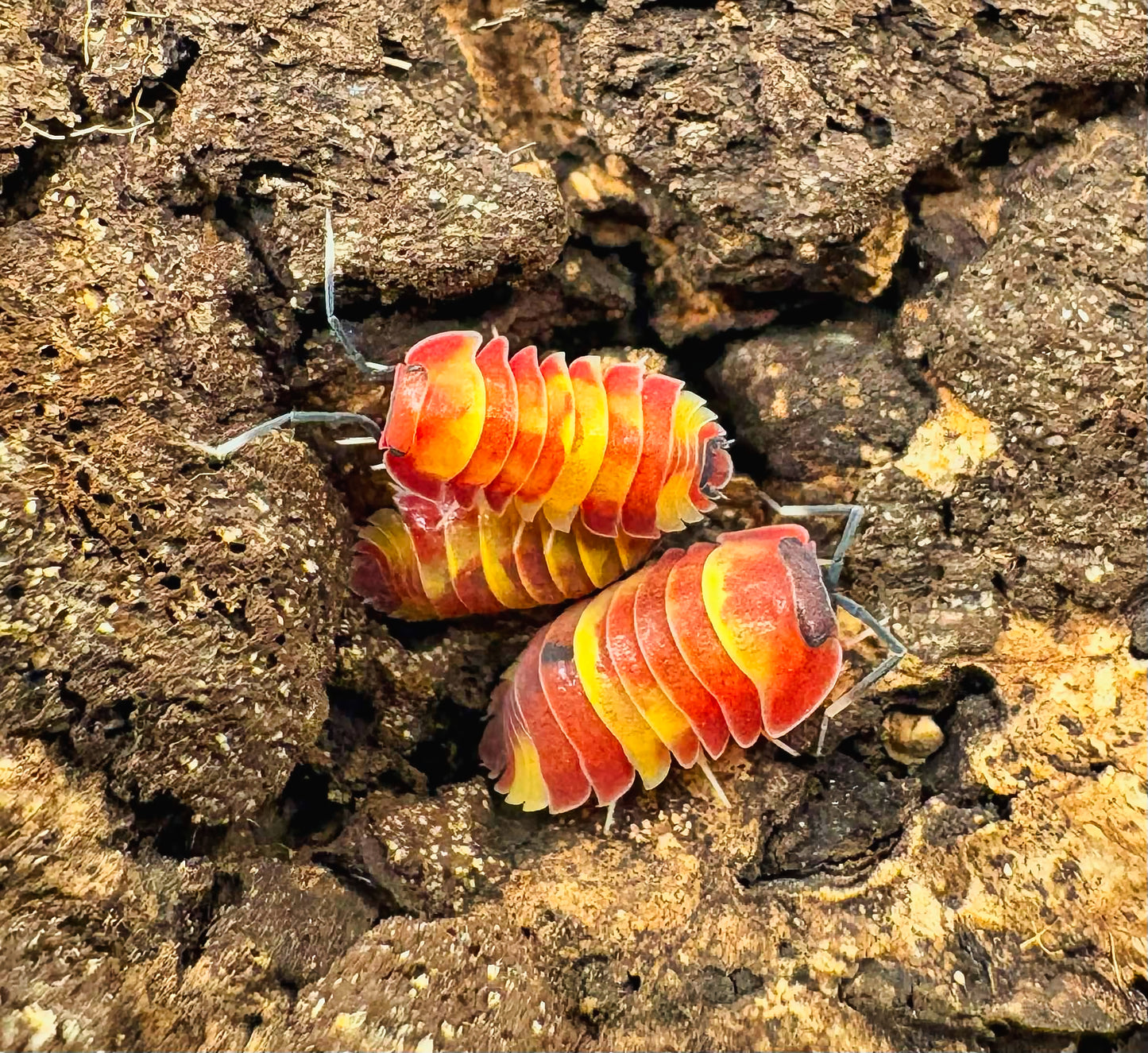 Ardentiella sp "Scarlet"