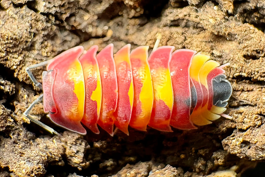 Ardentiella sp "Scarlet"