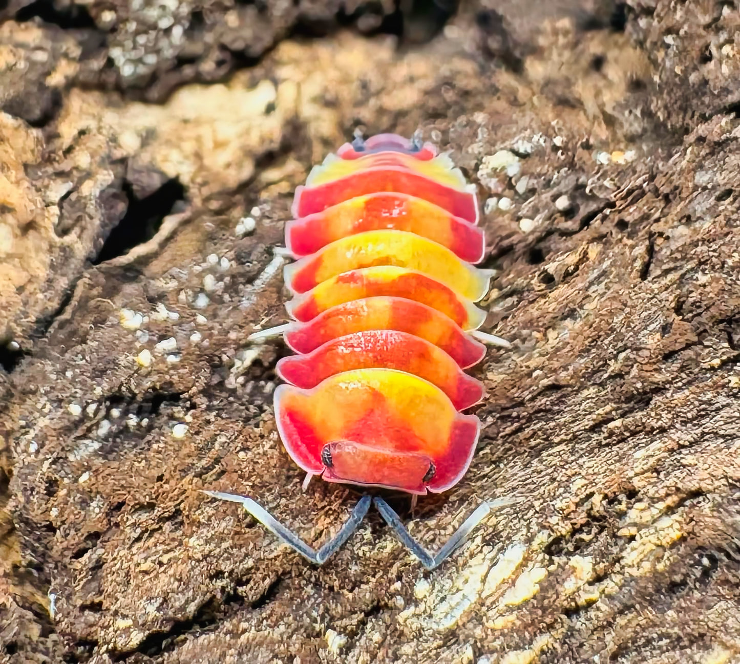 Ardentiella sp "Scarlet"