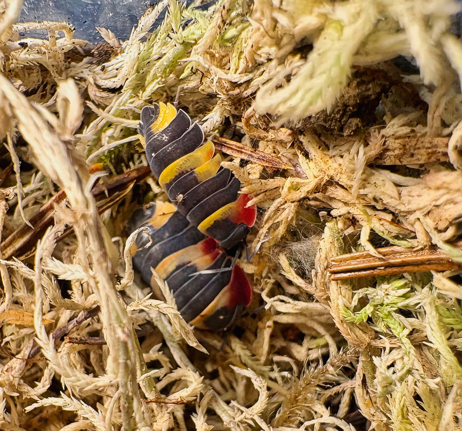 Ardentiella sp "Tricolor"