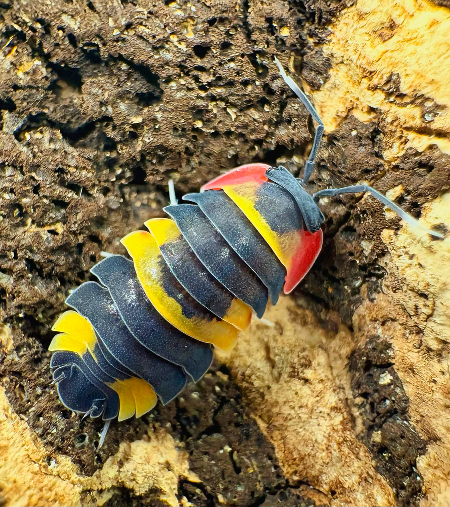 Ardentiella sp "Tricolor"