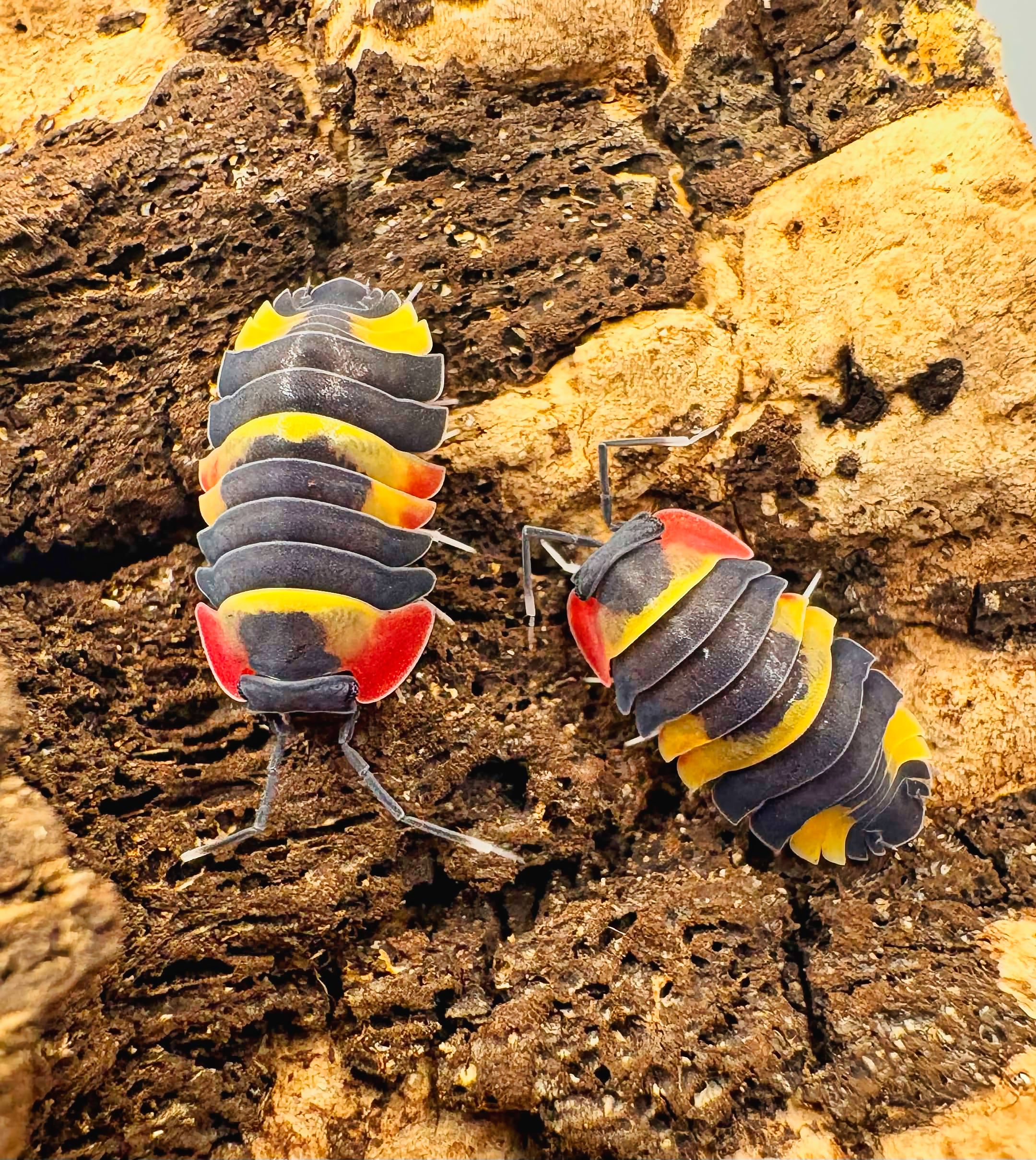 Ardentiella sp "Tricolor"