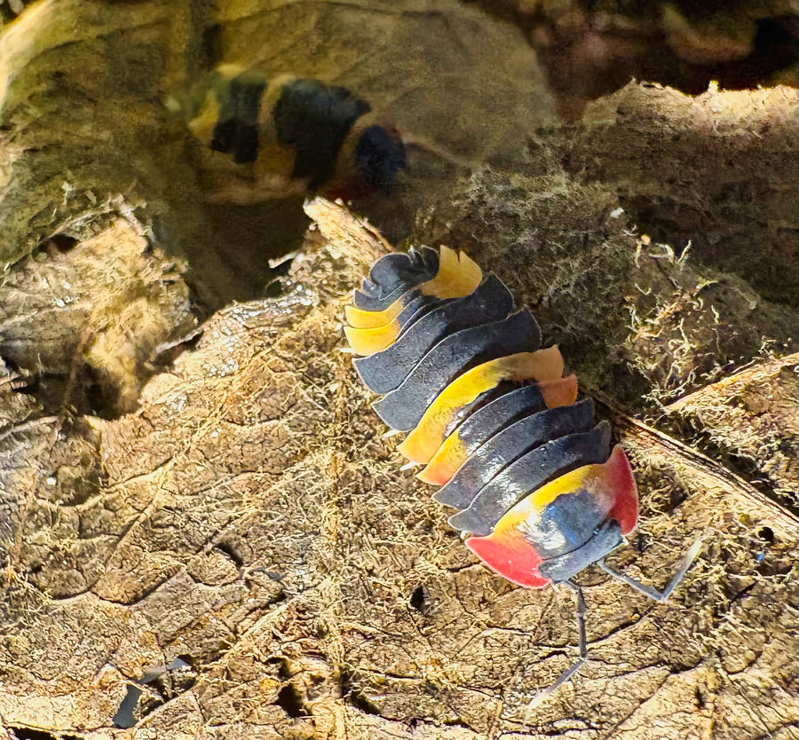 Ardentiella sp "Tricolor"