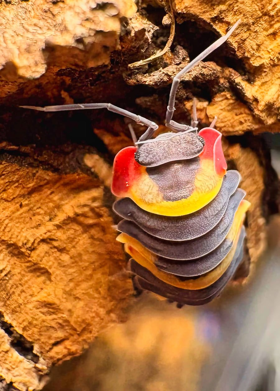 Ardentiella sp "Tricolor"