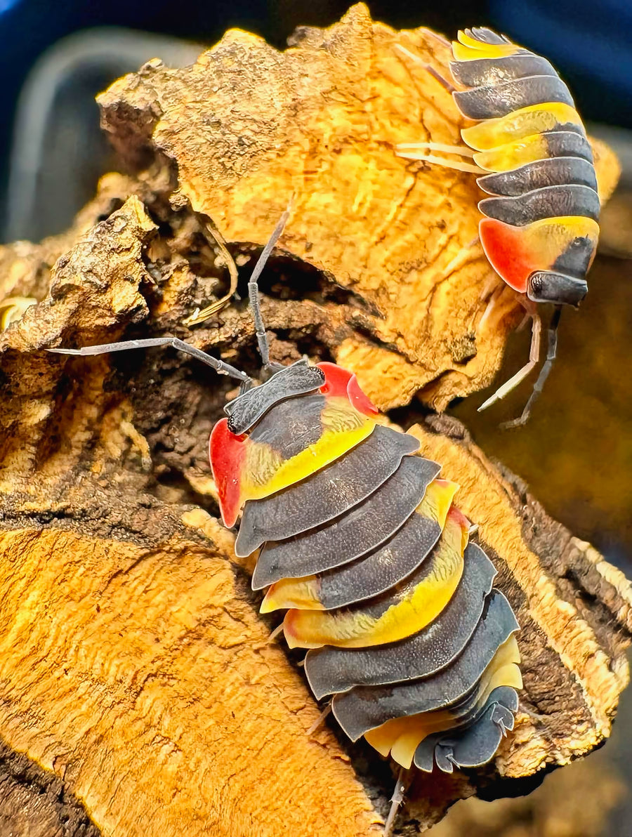 Ardentiella sp "Tricolor"