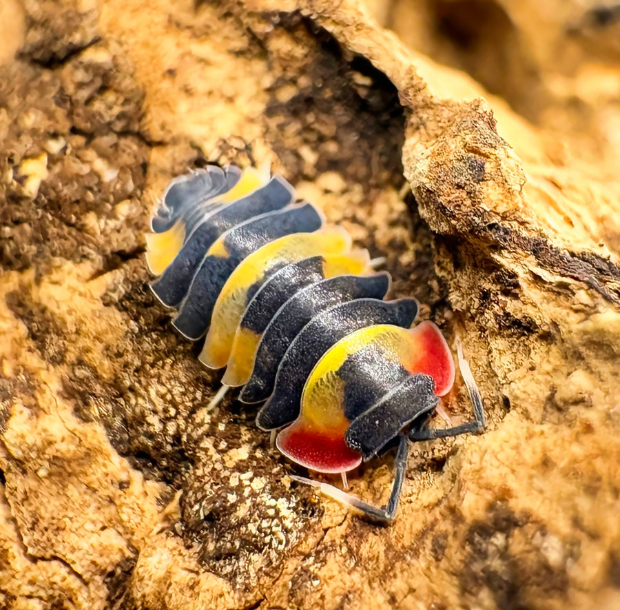 Ardentiella sp "Tricolor"