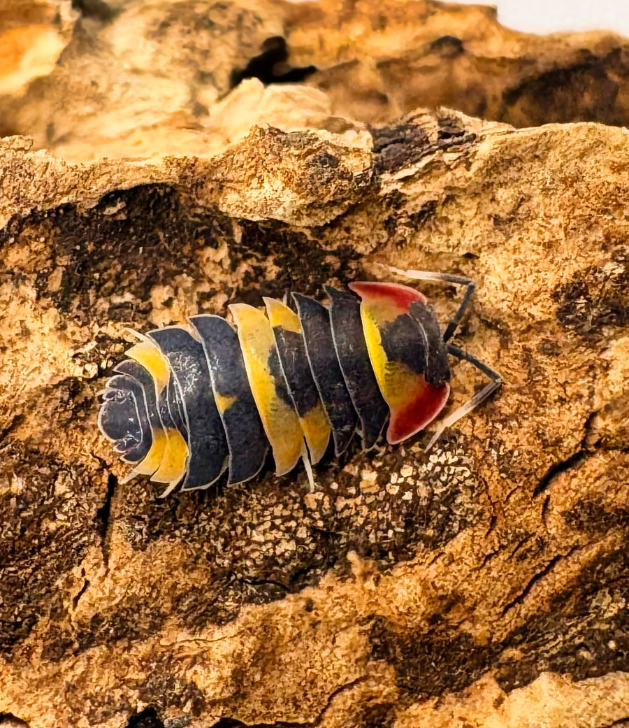 Ardentiella sp "Tricolor"
