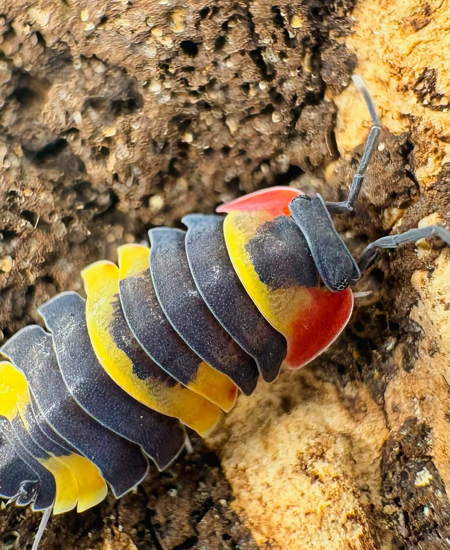 Ardentiella sp "Tricolor"