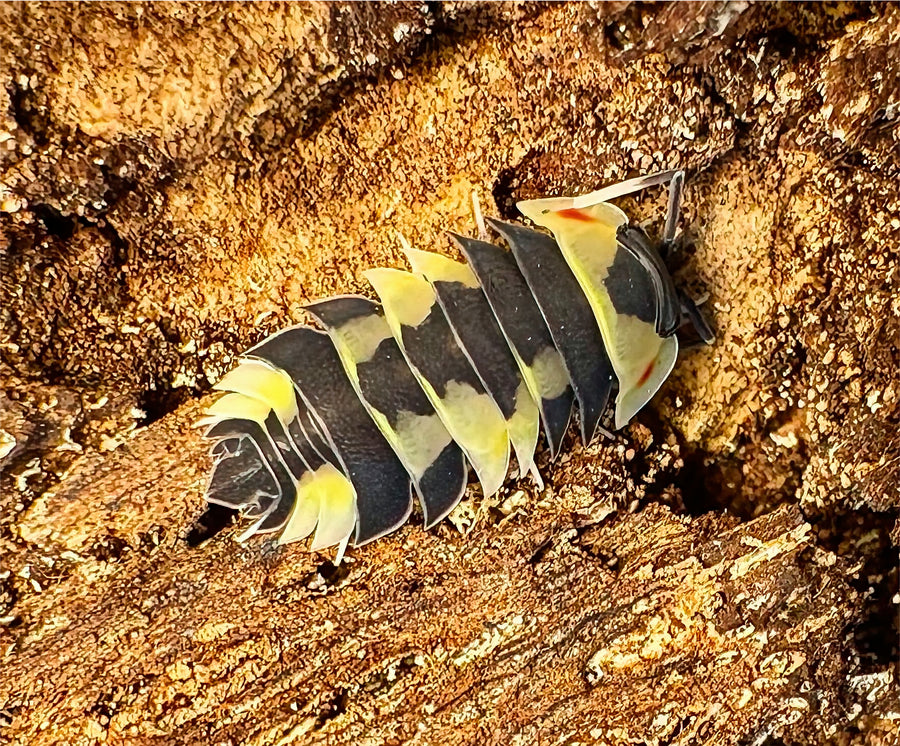 Ardentiella sp "Yellow Pastel"