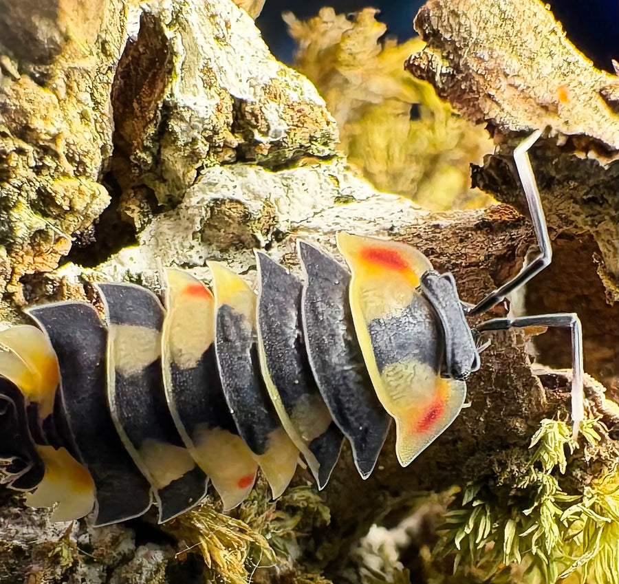 Ardentiella sp "Yellow Pastel"