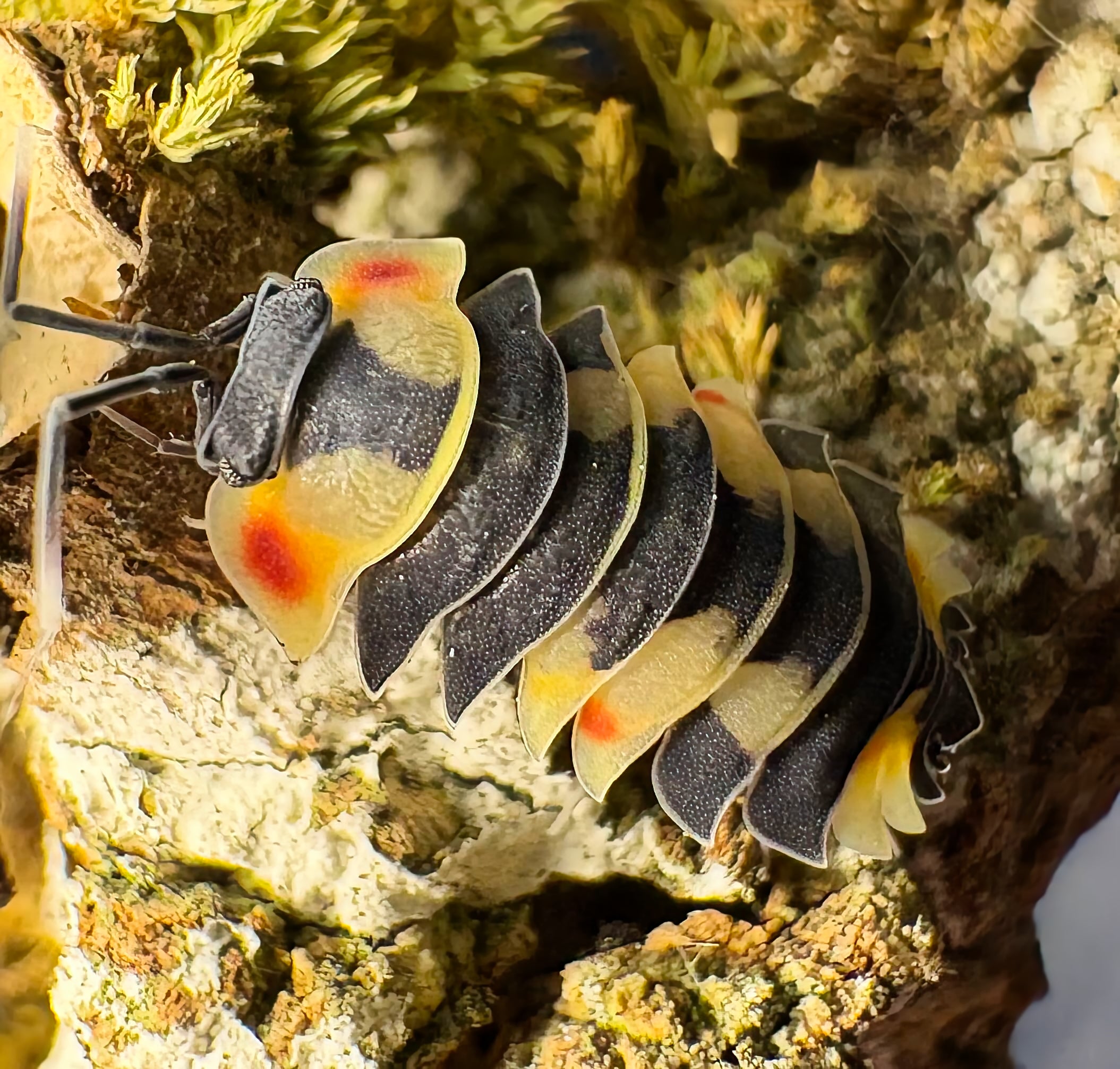 Ardentiella sp "Yellow Pastel"