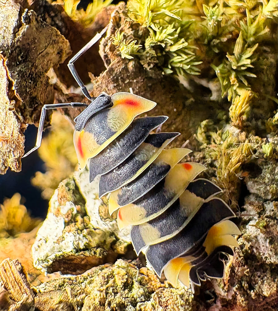 Ardentiella sp "Yellow Pastel"