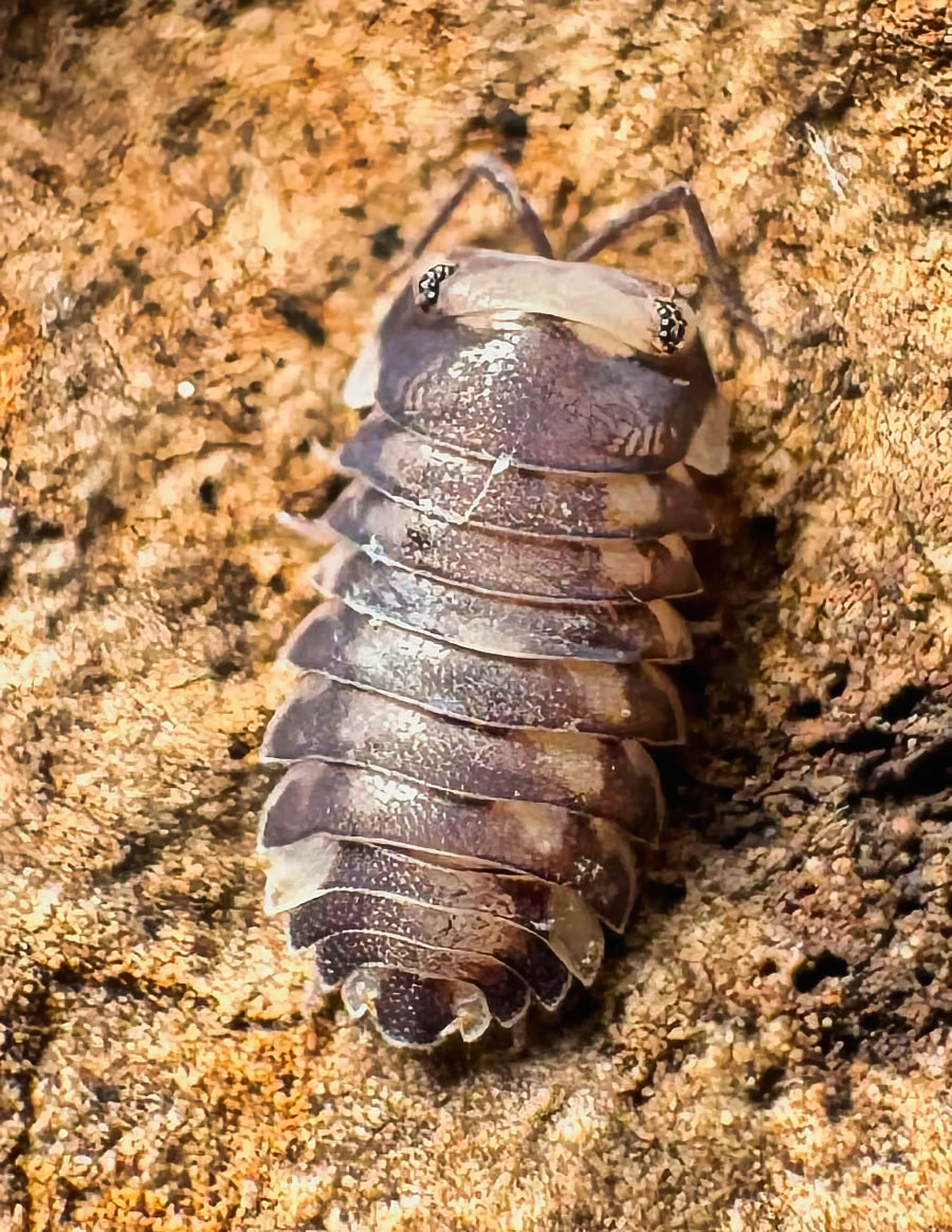 Armadillidae sp "Purple Wasp"