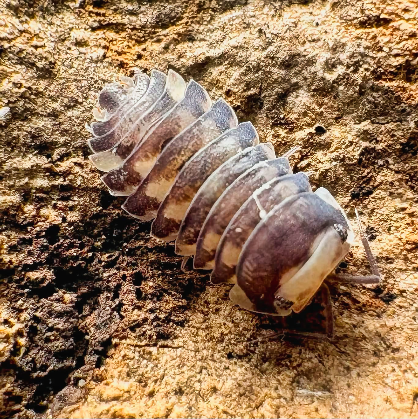 Armadillidae sp "Purple Wasp"