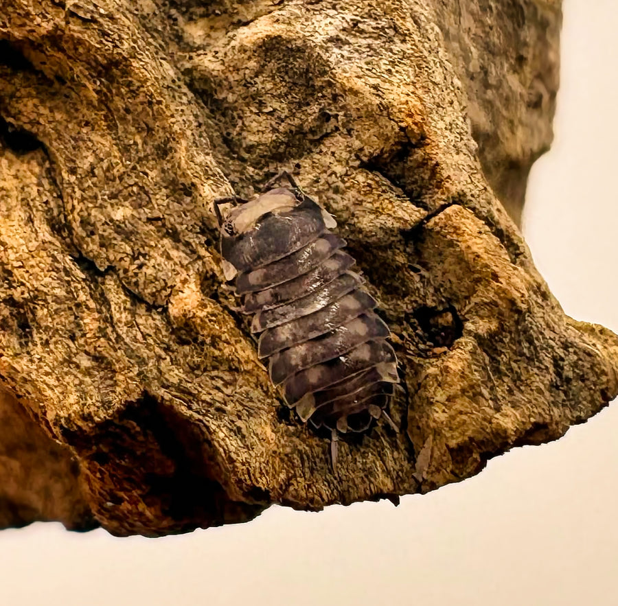 Armadillidae sp "Purple Wasp"