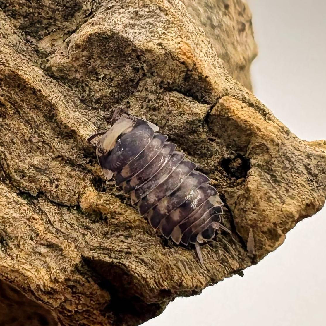 Armadillidae sp 