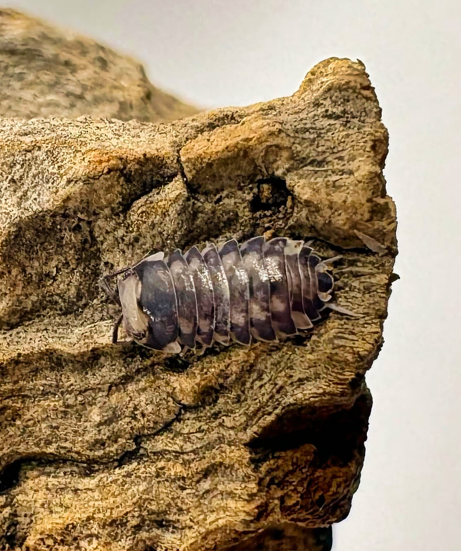 Armadillidae sp "Purple Wasp"