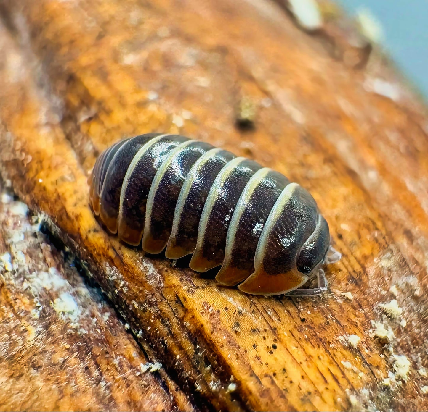 Armadillidium albomarginatum