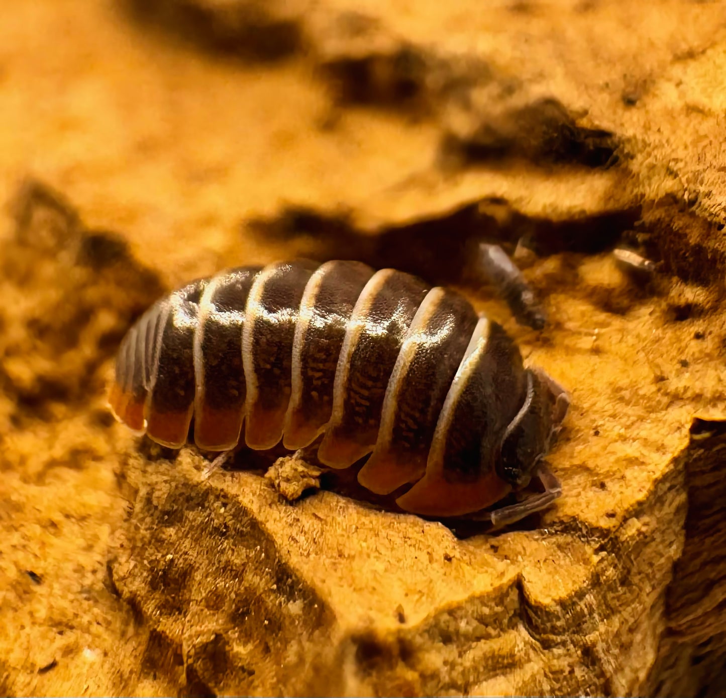 Armadillidium albomarginatum