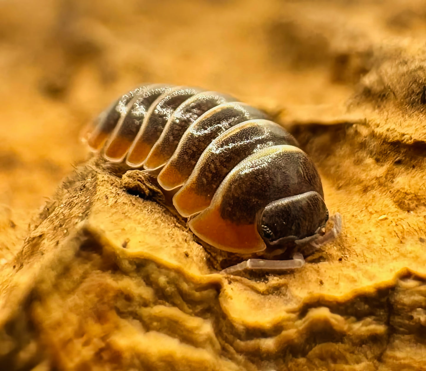 Armadillidium albomarginatum